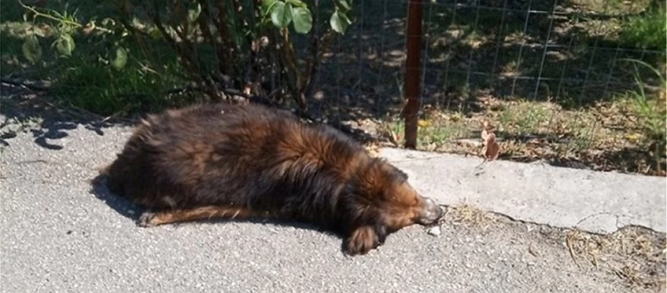 Μαζική δολοφονία αδέσποτων καταγγέλλει φιλοζωική στη Φθιώτιδα - Σκληρές φωτό